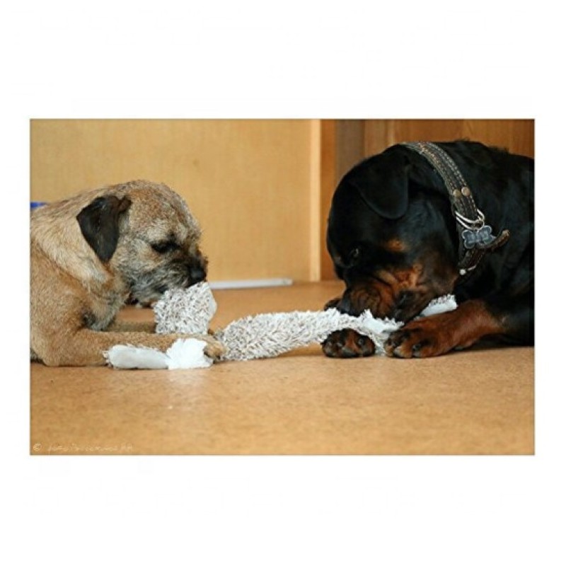 Dog Chew Toys Factory - Wholesale Chinese Factory Price Small Medium Dog Toy