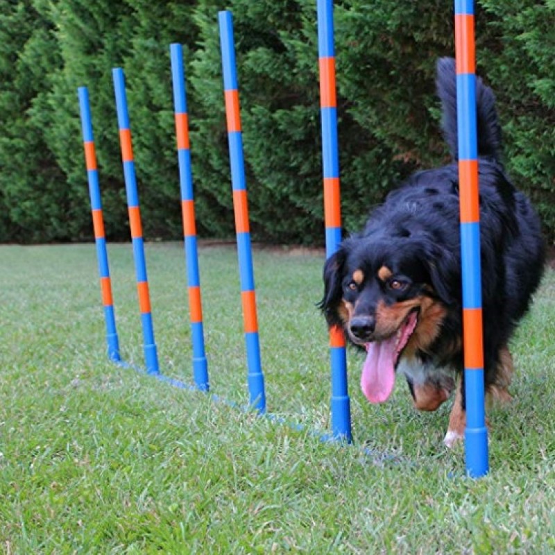 Dog Agility Equipment Supplier - Factory Price Agility Weave Poles Competition Grade Adjustable