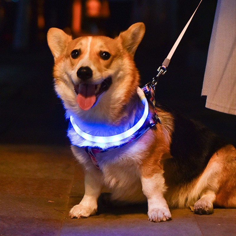 LED Dog Collar Supplier - Waterproof Cuttable USB Rechargeable Silicone Light Up