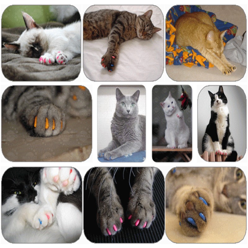 Cat Nail Caps Supplier - Colorful Soft Plastic Pet Claw Covers