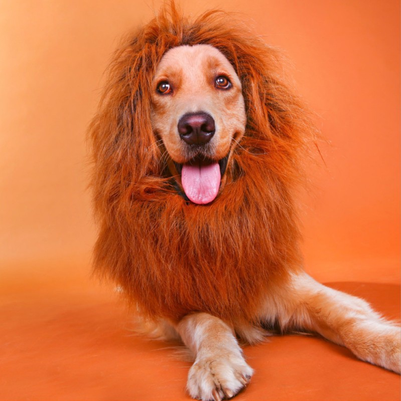 Pet Costume Manufacturer - Hot Sale Festival Party Lion Mane Wig for Dogs