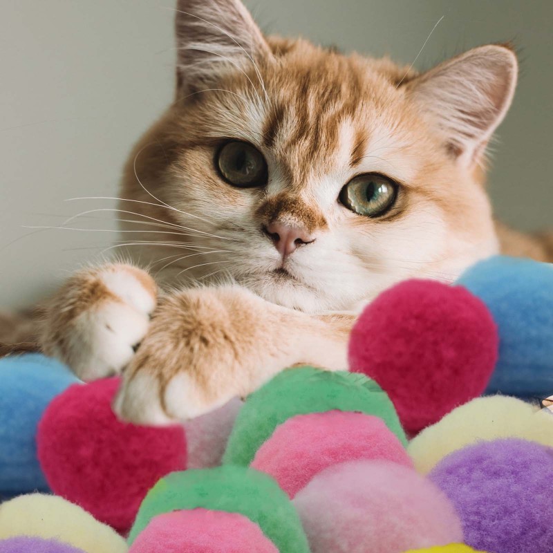 Cat Toy Set Manufacturer - Colorful Interactive Plastic Table Tennis Gun Launcher Set