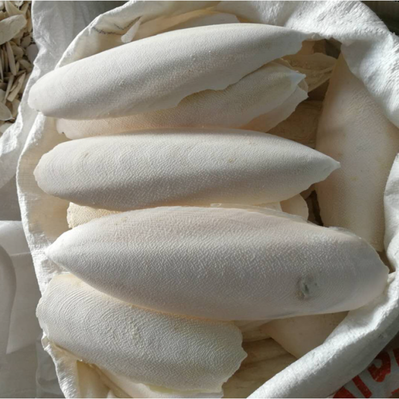 Cuttlebone Manufacturer - High Quality Dried Cuttlebone Sepium for Birds