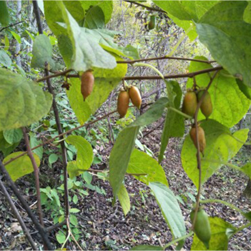 Silvervine Chew Supplier - 100% Organic Natural SilverVine Insect Gall Fruit Chew for Cats