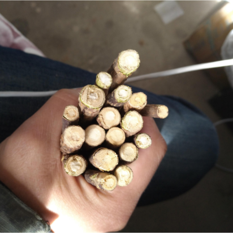 Silver Vine Sticks Manufacturer - Factory Supply Natural Dried Actinidia Polygama Sticks Pet