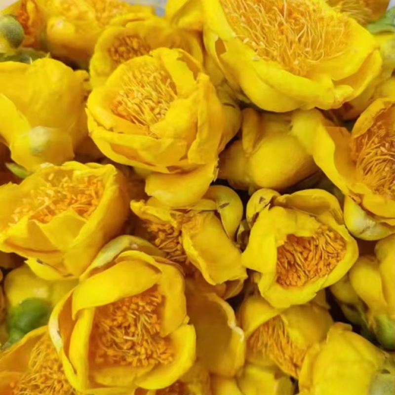 Golden Camellia Tea Factory - Jin Hua Tea's Freeze-Dried Camellia Chrysantha Golden Flowers