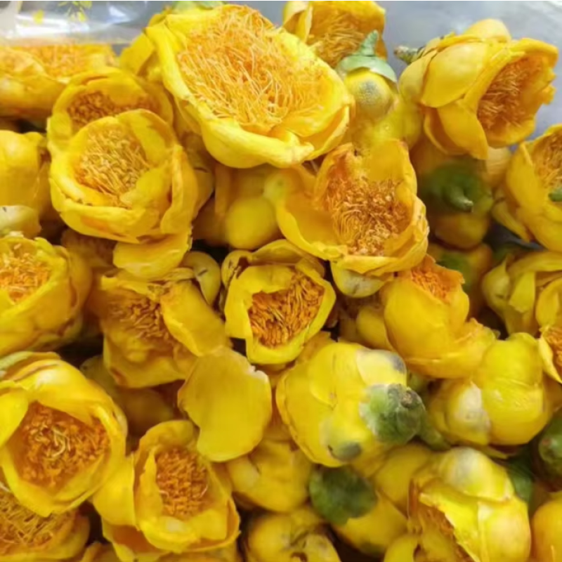 Golden Camellia Tea Factory - Jin Hua Tea's Freeze-Dried Camellia Chrysantha Golden Flowers