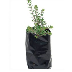 Plastic Seedling Bags Supplier - Different Size Plastic Bags for Wholesales