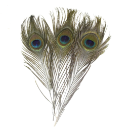 Peacock Feathers Manufacturer - Natural Peacock Eyes & Feathers Fascinator Hat Art Deco