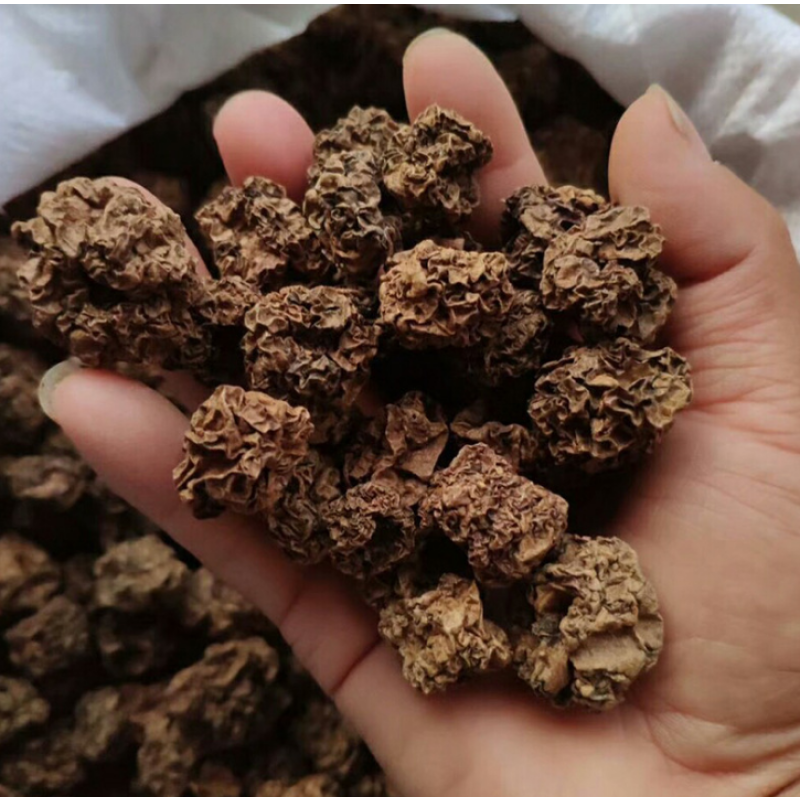 Silvervine Chew Supplier - 100% Organic Natural SilverVine Insect Gall Fruit Chew for Cats