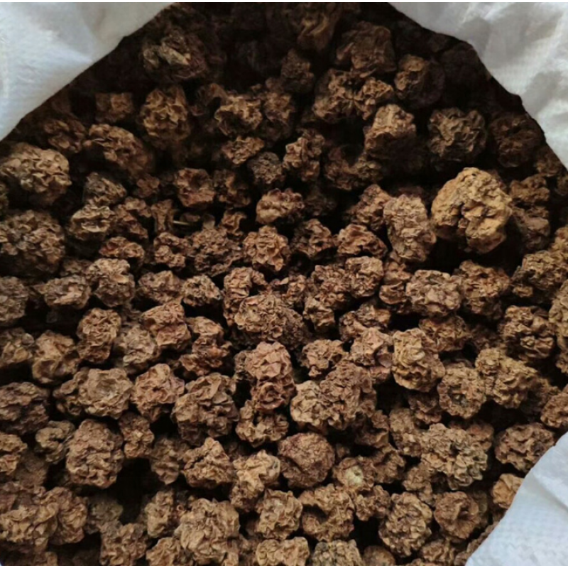 Silvervine Fruits Manufacturer - 100% Organic Dried Actinidia Polygama Insect Gall Natural
