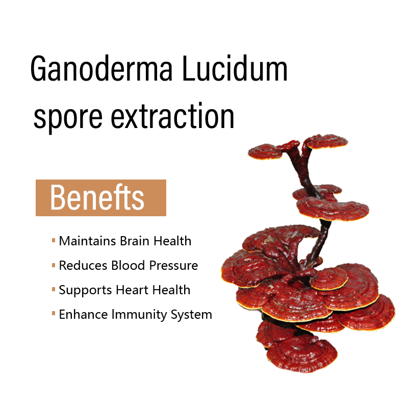 Ganoderma Spore Oil Capsules Manufacturer - Private Label Immunity Boost