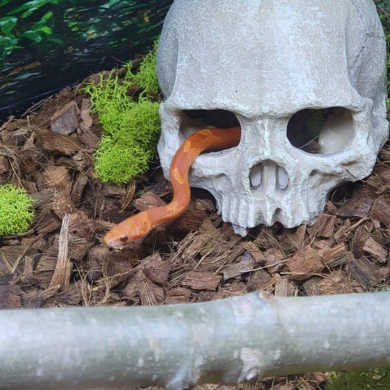 Aquarium Decoration Manufacturer - Skull Cave Hide House