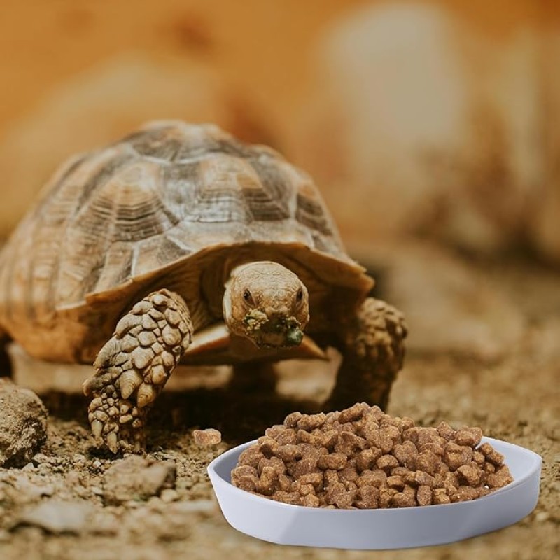 Reptile Food Bowl Factory - 4 Pack Plastic Worm Dish