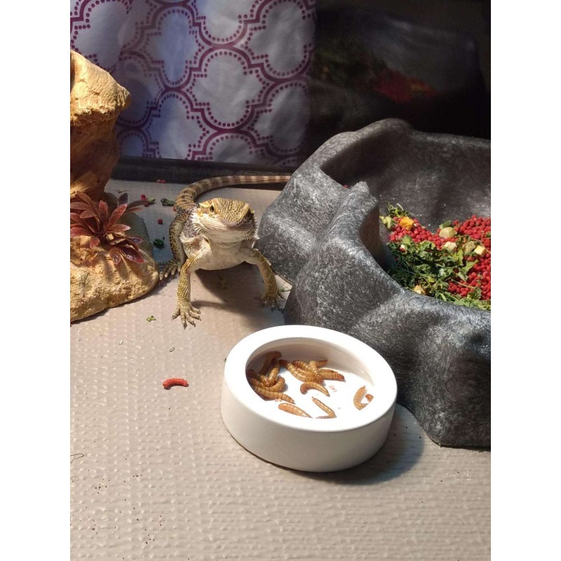 Reptile Food Bowl Factory - Ceramic Anti Escape Feeder