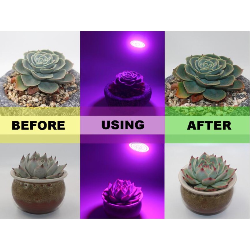 Growth Lamp Cup Factory - 3W LED Plant Growth Lamp Cup for Seedling Vegetable Growth