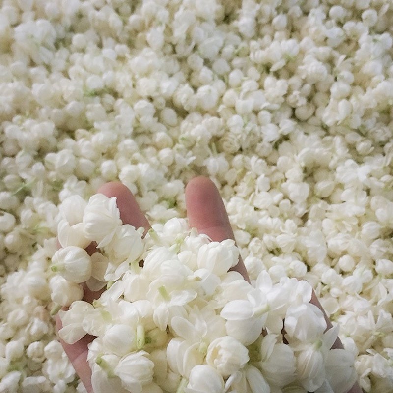 Jasmine Flower Extract Manufacturer - 100% Chinese High Quality for Food Industry