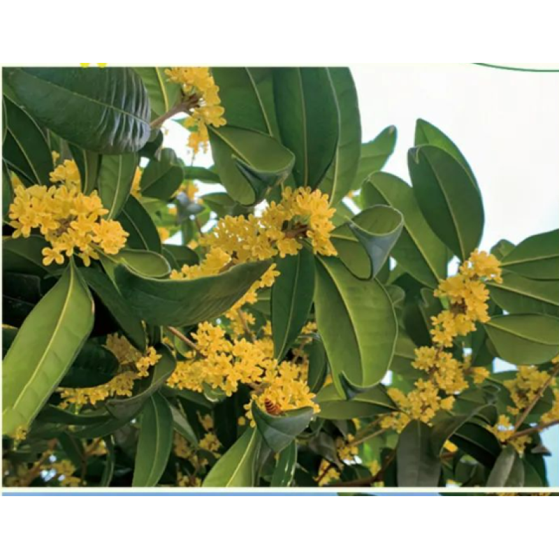 Dried Osmanthus Petal Factory - Food Additive Organic Edible Flower Fragrance