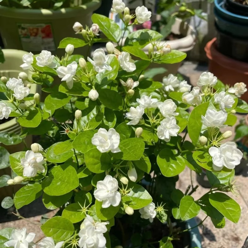 Jasmine Flower Extract Manufacturer - 100% Chinese High Quality for Food Industry