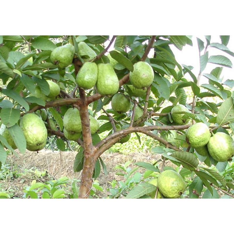 Guava Extract Factory - Halal Certified Fruit Concentrate Natural Food Flavors