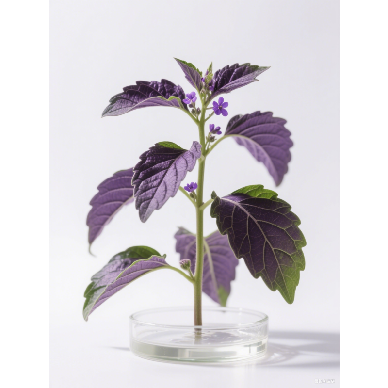 Perilla Juice Concentrate Manufacturer - High Quality Water-Soluble for Food Beverage