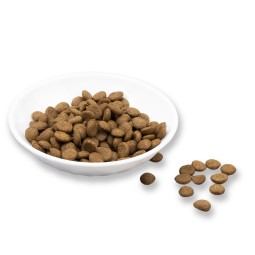 Dog Dry Food Supplier - Dog Food OEM Good Grade Dog's Favorite Dog Dry Food Pet Food