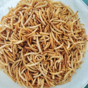 Dried Mealworms Factory - 100% Natural Bird Food