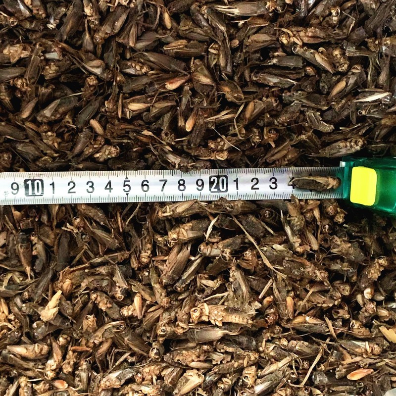 Dried Bread Worms Supplier - OEM Brand Bird Food