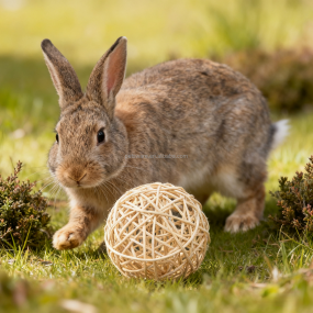 Willow Toy Manufacturer - Small Animals Natural Willow Branch Ball Toys Eco-Friendly Chew Spheres