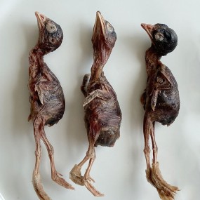 Pet Snacks Manufacturer - Wholesale Premium Freeze-Dried Quail Snacks for Cats Dogs Large Quantity