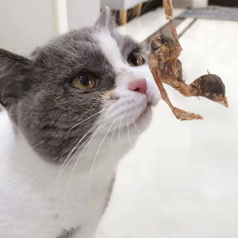 Pet Snacks Manufacturer - OEM High Quality Freeze-Dried Quail Treats Customizable Organic Meat Hair Gills