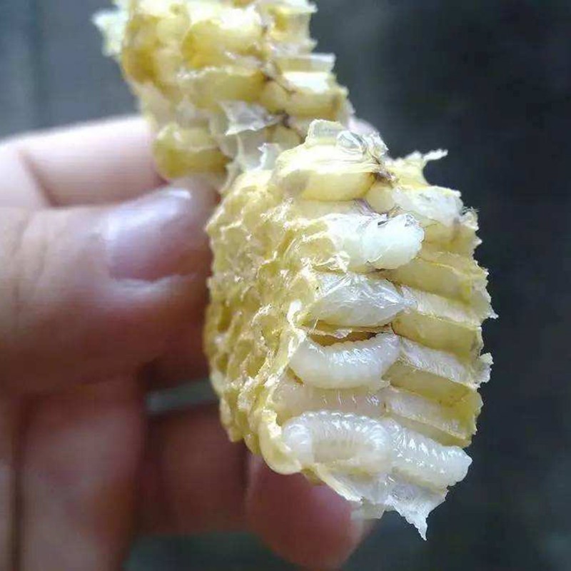 Natural Drone Pupa Powder Manufacturer - OEM Custom Dietary Use