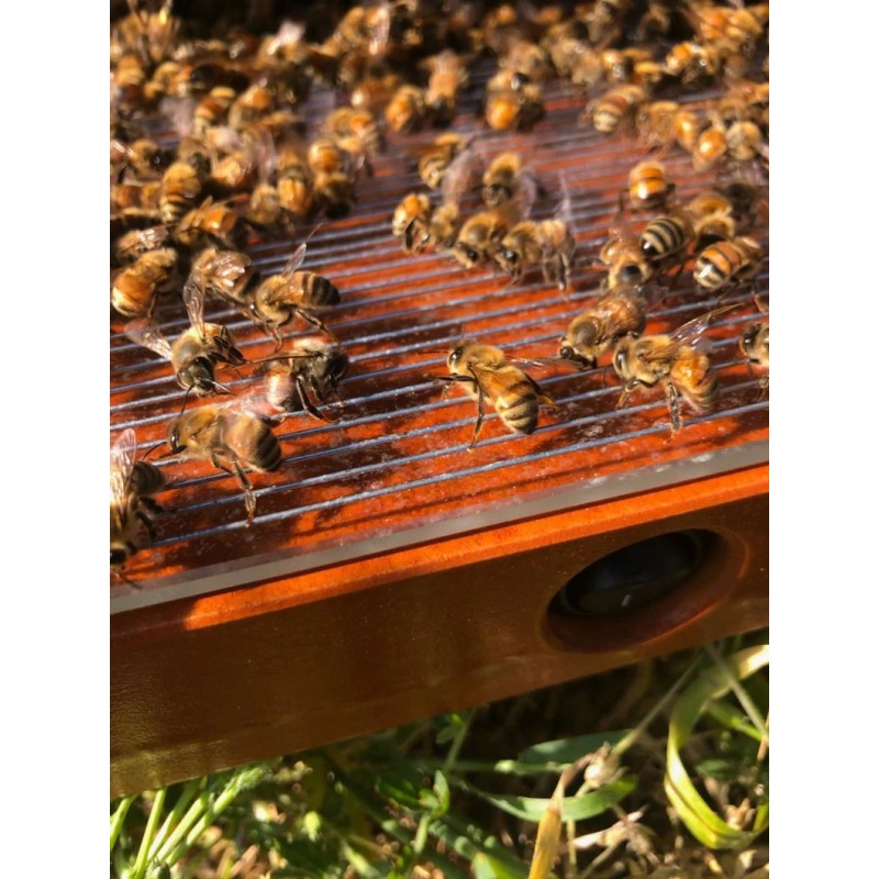 Bee Venom Powder Manufacturer - OEM Custom Cosmetic Grade