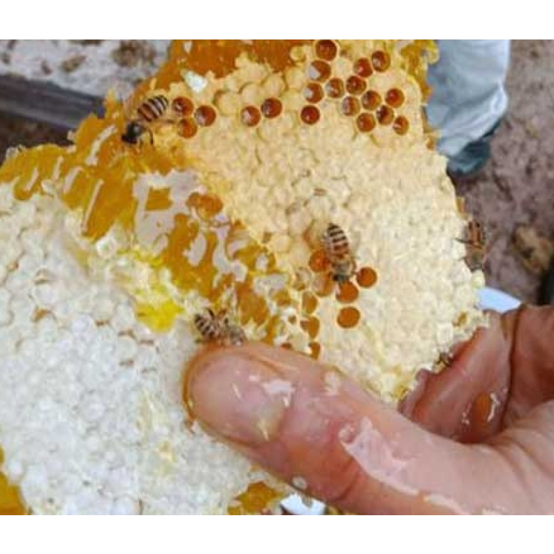 Organic Comb Honey Factory - Wholesale Custom Raw Bee Honey