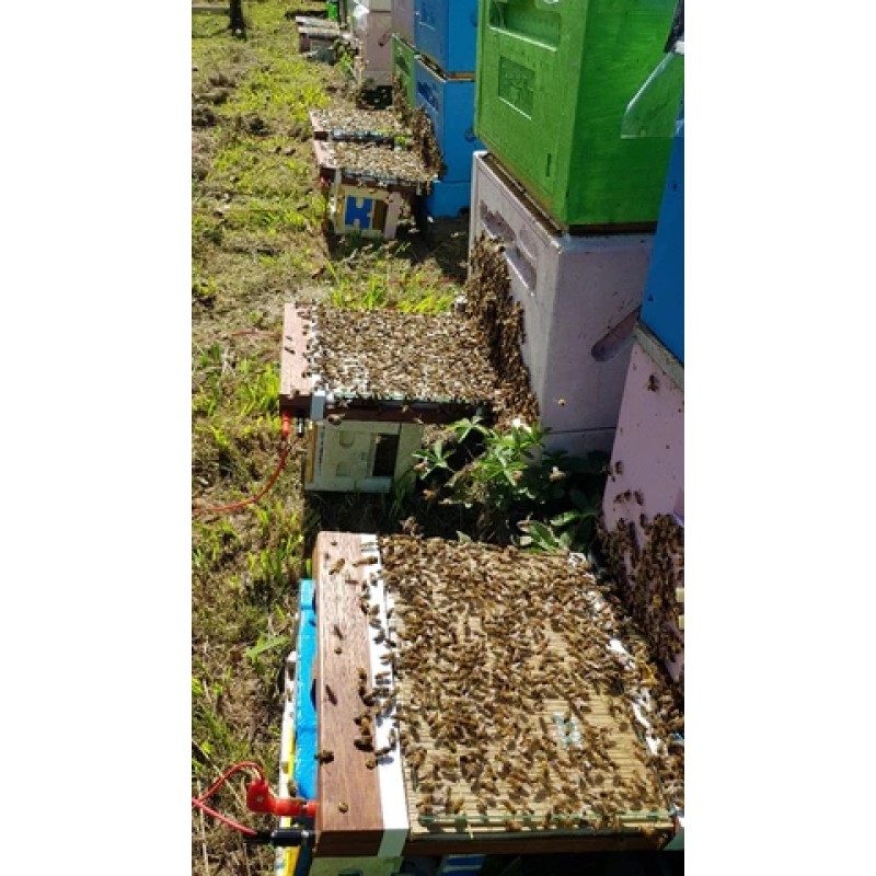 Bee Venom Extract Factory - OEM Custom 99% Melittin