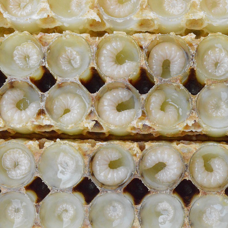 Queen Bee Larva Powder Manufacturer - OEM Custom Natural Extract