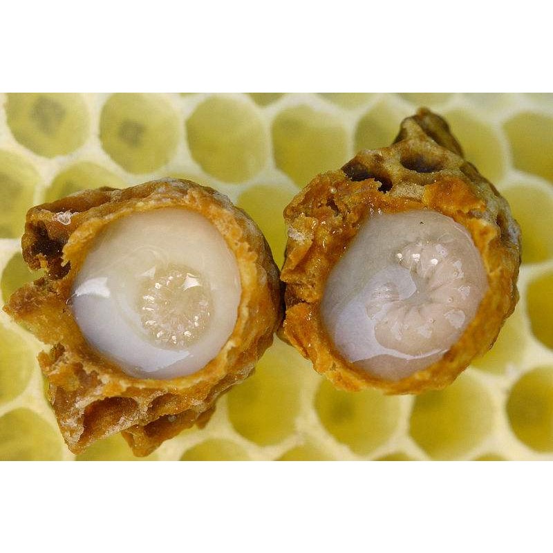 Royal Jelly Manufacturer - Wholesale Custom Fresh Bee Milk