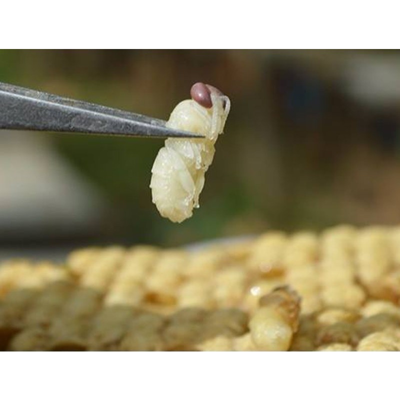 Drone Pupa Powder Manufacturer - OEM Custom Freeze-dried