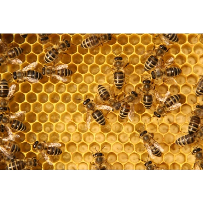 Queen Bee Larva Powder Manufacturer - OEM Custom Natural Extract