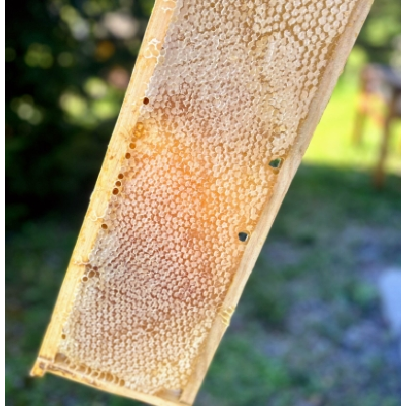 Raw Honeycomb Factory - OEM Custom Edible Bee Product