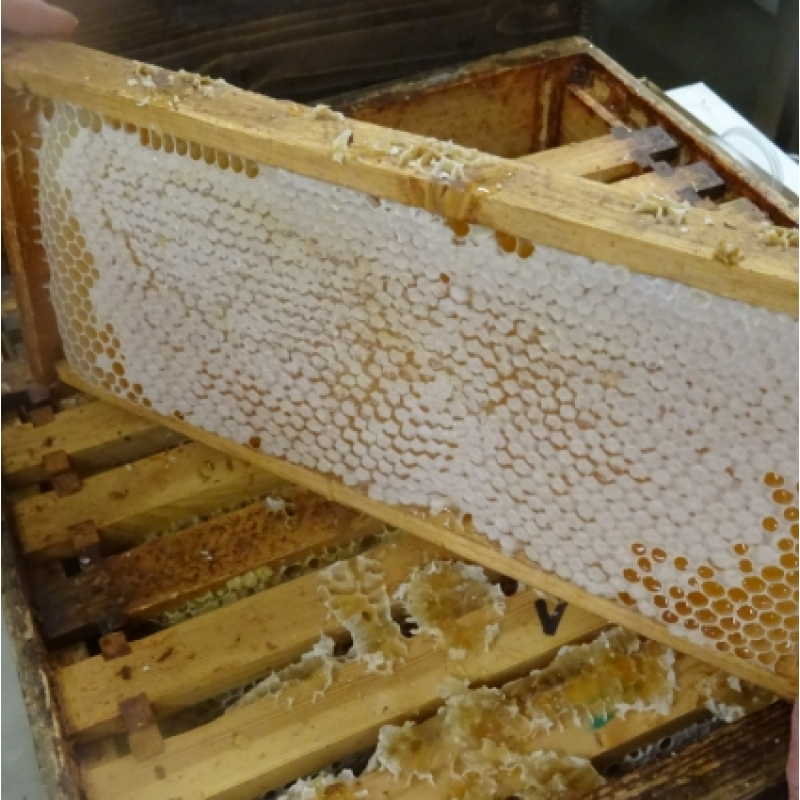 Food Grade Honeycomb Factory - OEM Custom Organic Supplement