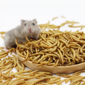 Mealworms Dried Hamster Food Supplier - OEM Package