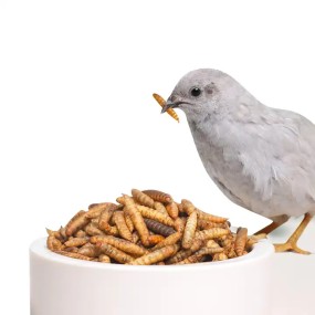 Dried Black Soldier Fly Manufacturer - Custom Package