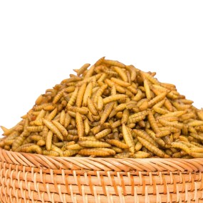 Black Soldier Fly Larvae Supplier - 100% Natural Dried