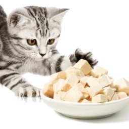 Freeze Dried Cat Treats Supplier - High Protein Natural