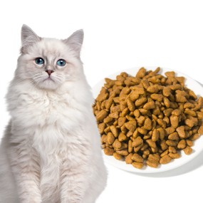 Cat Dry Food Supplier - OEM Package Bulk