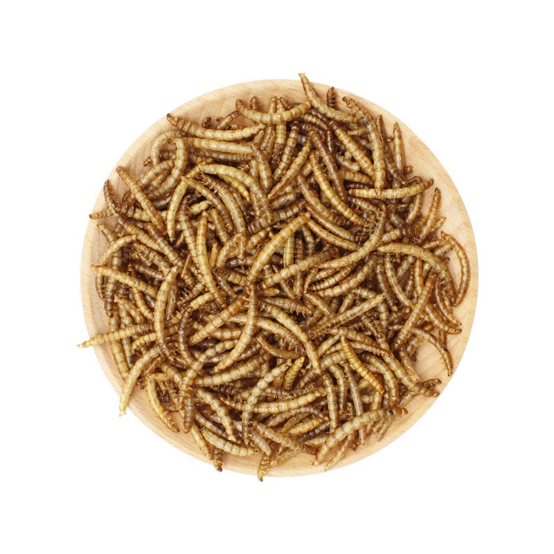 Dried Mealworms Manufacturer - 100% Pure High Protein
