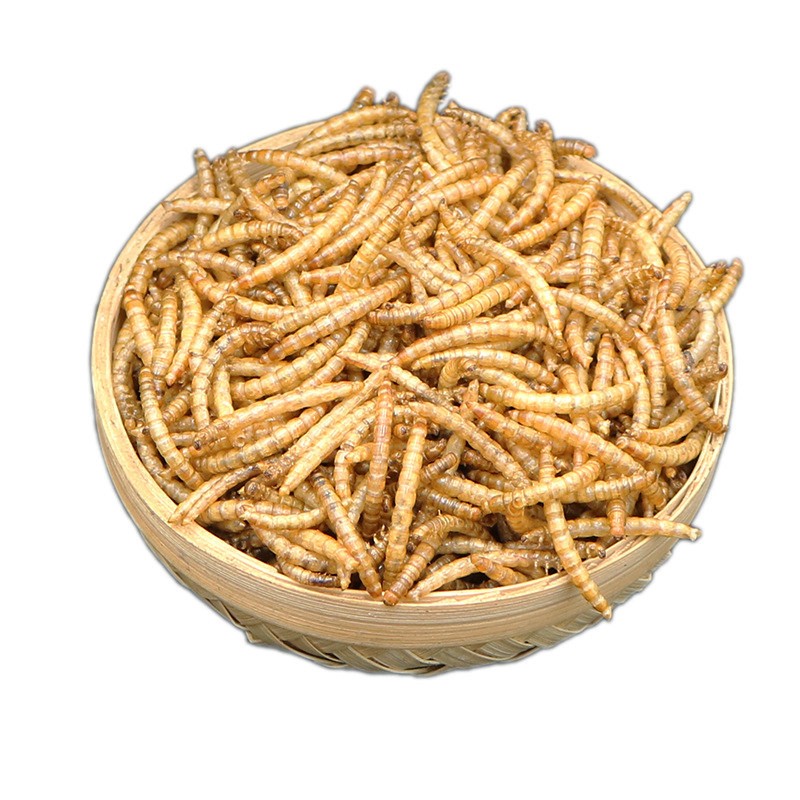 Mealworms Dried Hamster Food Supplier - OEM Package