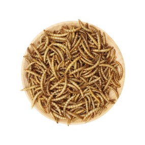 Dried Mealworms Factory - Wholesale No Additives