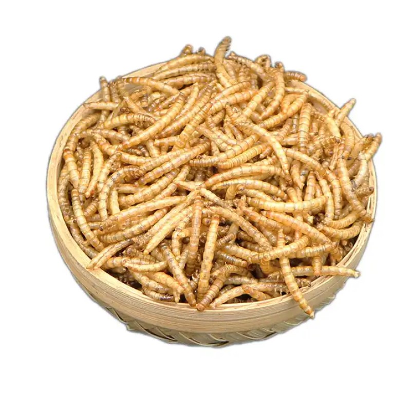 Dried Mealworms Supplier - 100% Pure Tortoise Food